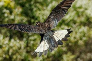 carnaby's nero cacatua nel Australia foto