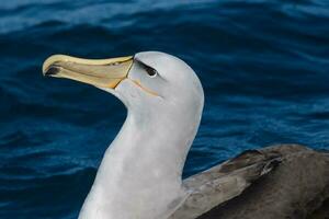 di salvino mollymawk albatro foto