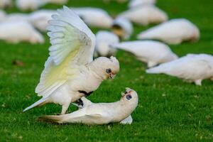 poco corella nel Australia foto