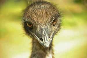 emu endemico uccello di Australia foto