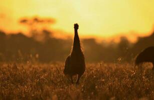 emu endemico uccello di Australia foto