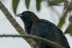 Pacifico Koel nel Australia foto