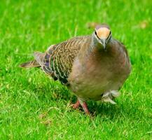 Comune bronzewing nel Australia foto