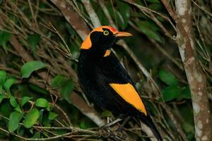 reggente Bowerbird nel Australia foto