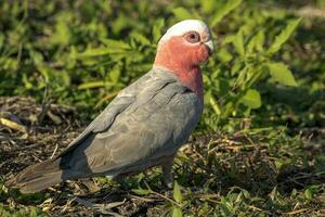 galah cacatua nel Australia foto