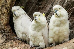 crestato di zolfo cacatua nel Australia foto