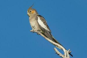 cockatiel nel Australia foto