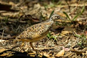 dipinto quail nel Australia foto