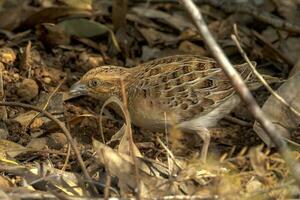 poco quail nel Australia foto