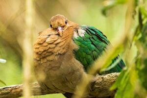 Pacifico Smeraldo colomba foto