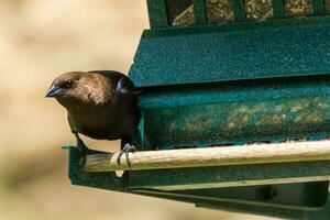 dai capelli castani cowbird nel Stati Uniti d'America foto