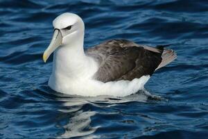 berretto bianco mollymawk albatro foto