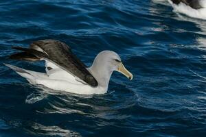 di salvino mollymawk albatro foto