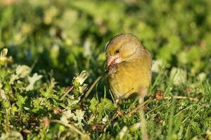 europeo verdone uccello foto