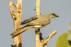 dal ventre bianco cuckooshrike nel Australia foto