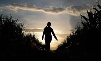 silhouette di donna agricoltore in piedi nella piantagione di canna da zucchero sullo sfondo tramonto sera foto