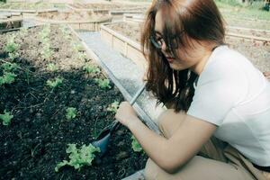 bellissimo contadino donna piantare lattuga verdura a giardino. proprietario piccolo attività commerciale imprenditore biologico verdura azienda agricola e salutare cibo concetto. piantare su il terra. superiore Visualizza. foto