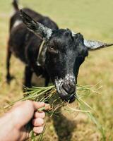 alimentazione fresco erba nel un' capra campo - agricoltura e agricoltura foto