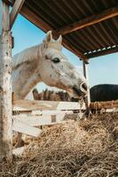 avvicinamento di un' cavallo testa nel un' stalla masticazione asciutto riporre - alimentazione e governare di privato cavalli foto