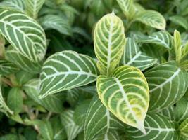 un' pezzo di giallo verde le foglie di zebra pianta o sanchezia speciosa leonardo modello sfondo foto