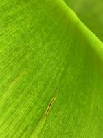 il messa a fuoco Immagine di naturale verde Banana foglia struttura sfondo foto