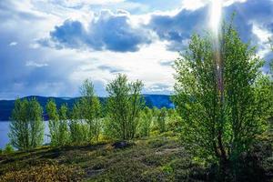 paesaggio naturale con alberi e vegetazione nella tundra foto