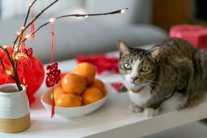 gatto preparare Cinese nuovo anno celebrazioni a casa. carino domestico capelli corti gatto mettendo tradizionale pendente per il Cinese lunare nuovo anno per bene fortuna. Cinese parola si intende benedizione foto