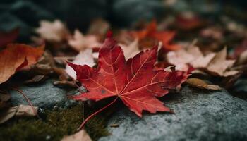 vivace autunno colori su un' acero albero nel il foresta generato di ai foto