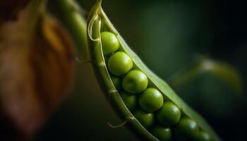 maturo verde pisello, un' macro Visualizza di biologico agricoltura crescita generato di ai foto