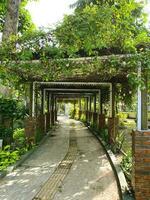 giardino sentiero coperto di fogliame e impianti foto