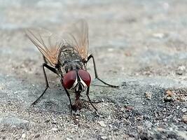 adulto Casa volare di il specie musca domestica foto