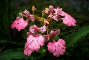 vicino su di il rosa bocca di leone fiori crescita una volta un' anno nel mun daeng cascate di Tailandia. foto