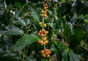 Coffea albero è un' genere di fioritura impianti il cui, di chi semi, chiamato caffè fagioli, siamo Usato per rendere vario caffè bevande e prodotti. foto