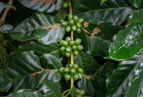 Coffea albero è un' genere di fioritura impianti il cui, di chi semi, chiamato caffè fagioli, siamo Usato per rendere vario caffè bevande e prodotti. foto