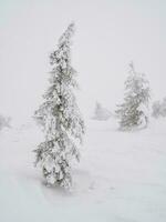 morbido messa a fuoco. magico bizzarro sagome di alberi siamo intonacato con neve. artico duro natura. un' mistico Fata racconto di il inverno nebbioso foresta. neve coperto Natale abete alberi su versante di montagna. foto