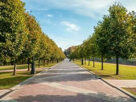 un' ombreggiato vicolo nel un' estate parco. foto