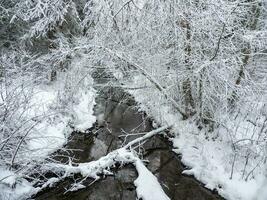 inverno in profondità foresta con un' stretto fiume. il energia di selvaggio maestoso natura. foto