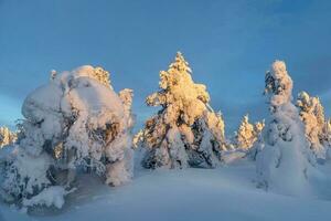 luminosa soleggiato bizzarro silhouette di abete alberi siamo intonacato con neve. artico duro natura. neve coperto Natale abete alberi su versante contro il sfondo di un' blu gelido cielo. foto