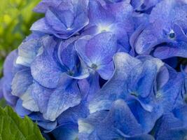 bellissimo blu hortensia vicino su. artistico naturale sfondo foto