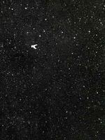 un' piccolo bianca uccello staglia contro un' stellato nero cielo foto