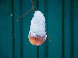 congelato rosso Mela quello rimasto su il albero siamo coperto con un' strato di neve nel il inverno mesi. acuto gelate, improvviso inverno, difficile volte concetto. foto