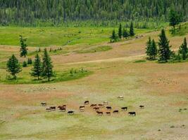 bellissimo scenario con vitelli e mucche pascolo nel prato nel montagna campagna. montagna pascolo con vitello e mucche. gruppo di mucche nel il distanza su un' ranch. foto
