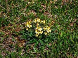 piccolo cespuglio di selvaggio giallo fiori su il verde erba. di oeder pidocchio pediculare oederi giallo Fiore di campo in crescita nel altai montagne, Siberia. foto