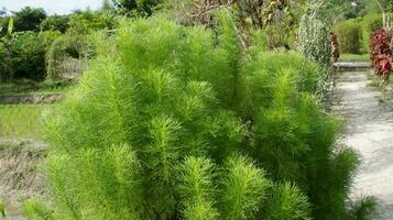 verde eupatorium capillifolium o cane finocchio. spesso cresciuto come un ornamentale pianta come bene come un' medicinale pianta. le foglie siamo Usato come un' rimedio per artrite o rimedio per insetto morsi. foto