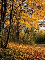 d'oro autunno, parco su un' soleggiato giorno. giallo acero albero su un' luminosa naturale soleggiato autunno sfondo. foto