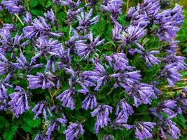 tappeto di selvaggio montagna viola fiori, superiore Visualizza. lussureggiante viola fiori cespugli dracocephalum imberbe vicino su. sfondo di montagna viola fiori. foto