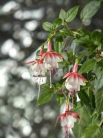 bellissimo mazzo di un' fioritura rosa e bianca fucsia fiori al di sopra di naturale grigio sfondo. fiore sfondo con copia spazio. morbido messa a fuoco foto