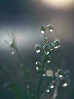 succoso verde erba su prato con gocce di acqua rugiada nel mattina leggero nel estate all'aperto avvicinamento. bellissimo artistico Immagine di purezza e freschezza di natura foto