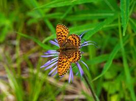 luminosa naturale sfondo con un' la farfalla. selettivo messa a fuoco tiro di un' madreperla farfalla su un' viola fiore. foreste di il altai montagne. foto