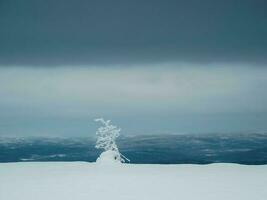 inverno minimalista settentrionale sfondo con albero intonacato con neve contro un' buio drammatico cielo. artico duro natura. mistico Fata racconto di il inverno nebbioso foresta. foto
